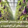 برنامه کودی بادمجان گلخانه‌ای هیدروپونیک ویژه بسترهای آلی مانند کوکوپیت، پیت و …