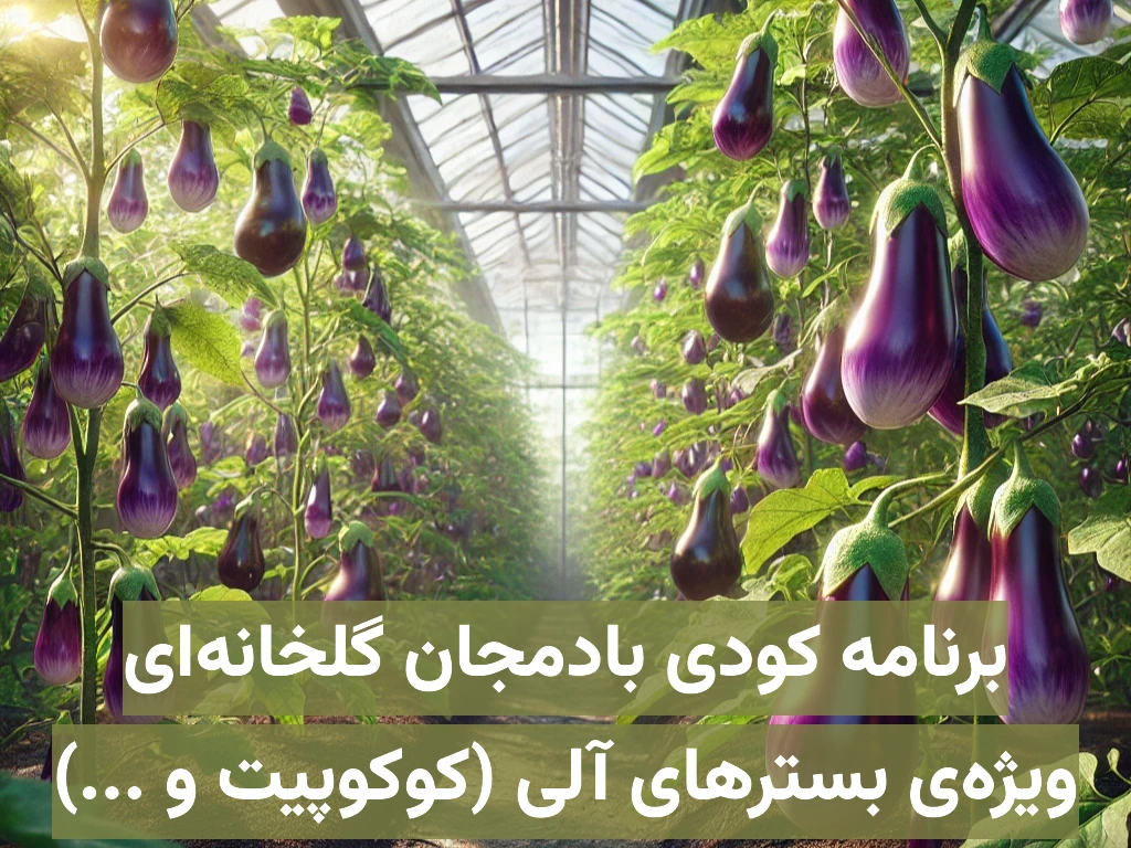 برنامه کودی بادمجان گلخانهای هیدروپونیک ویژه بسترهای آلی مانند کوکوپیت، پیت و …