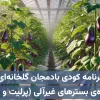 برنامه کودی بادمجان گلخانه‌ای هیدروپونیک ویژه بسترهای غیرآلی (معدنی) مانند پرلیت، راک‌وول و …