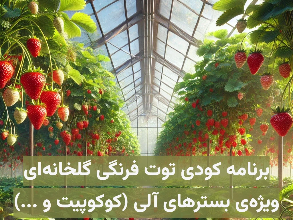 برنامه کودی توت فرنگی گلخانهای ویژه کاشت هیدروپونیک در بسترهای آلی مانند کوکوپیت، پیت و …