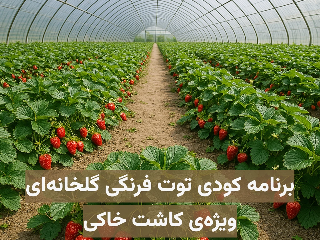 برنامه کودی توت فرنگی گلخانهای ویژه کاشت خاکی