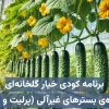 برنامه کودی خیار گلخانه‌ای ویژه بسترهای غیرآلی