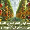 برنامه کودی فلفل دلمه‌ای گلخانه‌ای ویژه کاشت هیدروپونیک در بسترهای آلی مانند کوکوپیت، پیت و …