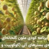 برنامه کودی ملون (خربزه) گلخانه‌ای هیدروپونیک ویژه بسترهای آلی مانند کوکوپیت، پیت و …