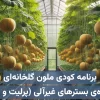 برنامه کودی ملون (خربزه) گلخانه‌ای هیدروپونیک ویژه بسترهای غیرآلی (معدنی) مانند پرلیت، راک‌وول و …