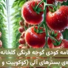 برنامه کودی گوجه فرنگی گلخانه‌ای ویژه کاشت هیدروپونیک در بسترهای آلی مانند کوکوپیت، پیت و …