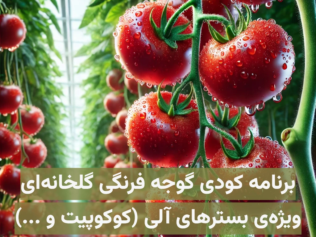 برنامه کودی گوجه فرنگی گلخانهای ویژه کاشت هیدروپونیک در بسترهای آلی مانند کوکوپیت، پیت و …
