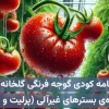 برنامه کودی گوجه فرنگی گلخانه‌ای ویژه کاشت هیدروپونیک در بسترهای غیرآلی (معدنی) مانند پرلیت، راک‌وول و …
